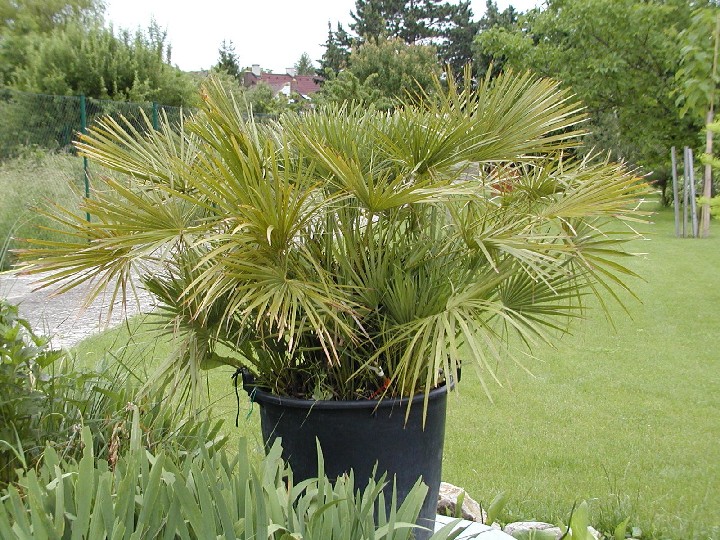 Chamaerops humilis - Europäische Zwergpalme 160cm